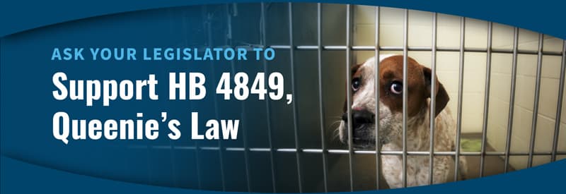 Image for Michigan Lawmakers Advance Bill to Halt Painful Dog Experiments, Targeting Wayne State Research