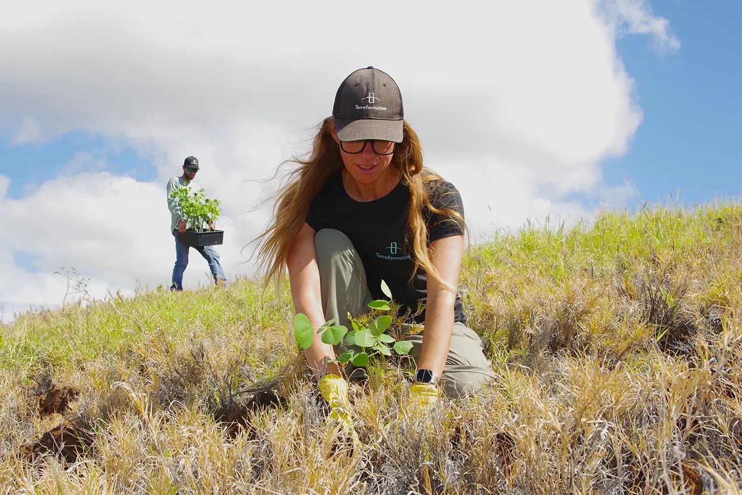 Image for Terraformation Details Multi-Decade, Species-by-Species Strategy for Native Forest Restoration