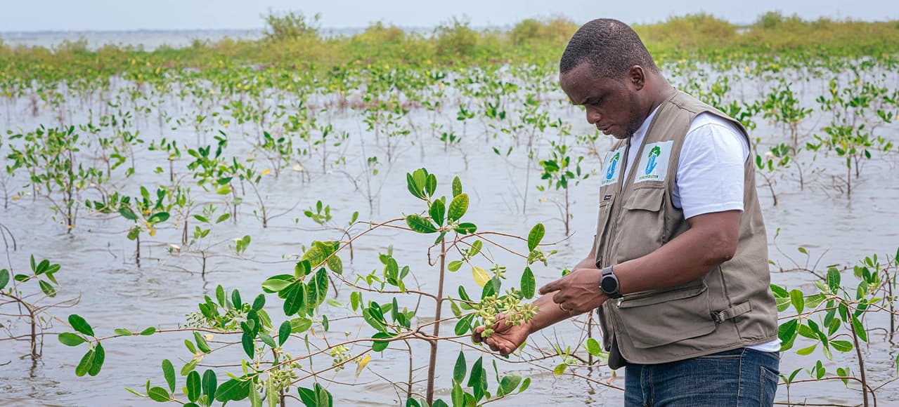 Image for Terraformation's Carbon Accelerator Secures First Credit Sale, Bolstering Forest Restoration