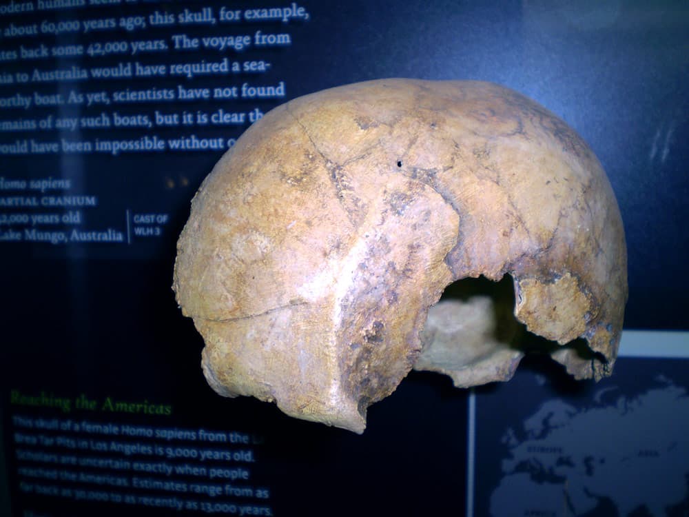 Image for Australia's Ancient Human Fossil Record Effectively Erased Following March 2025 Reburials