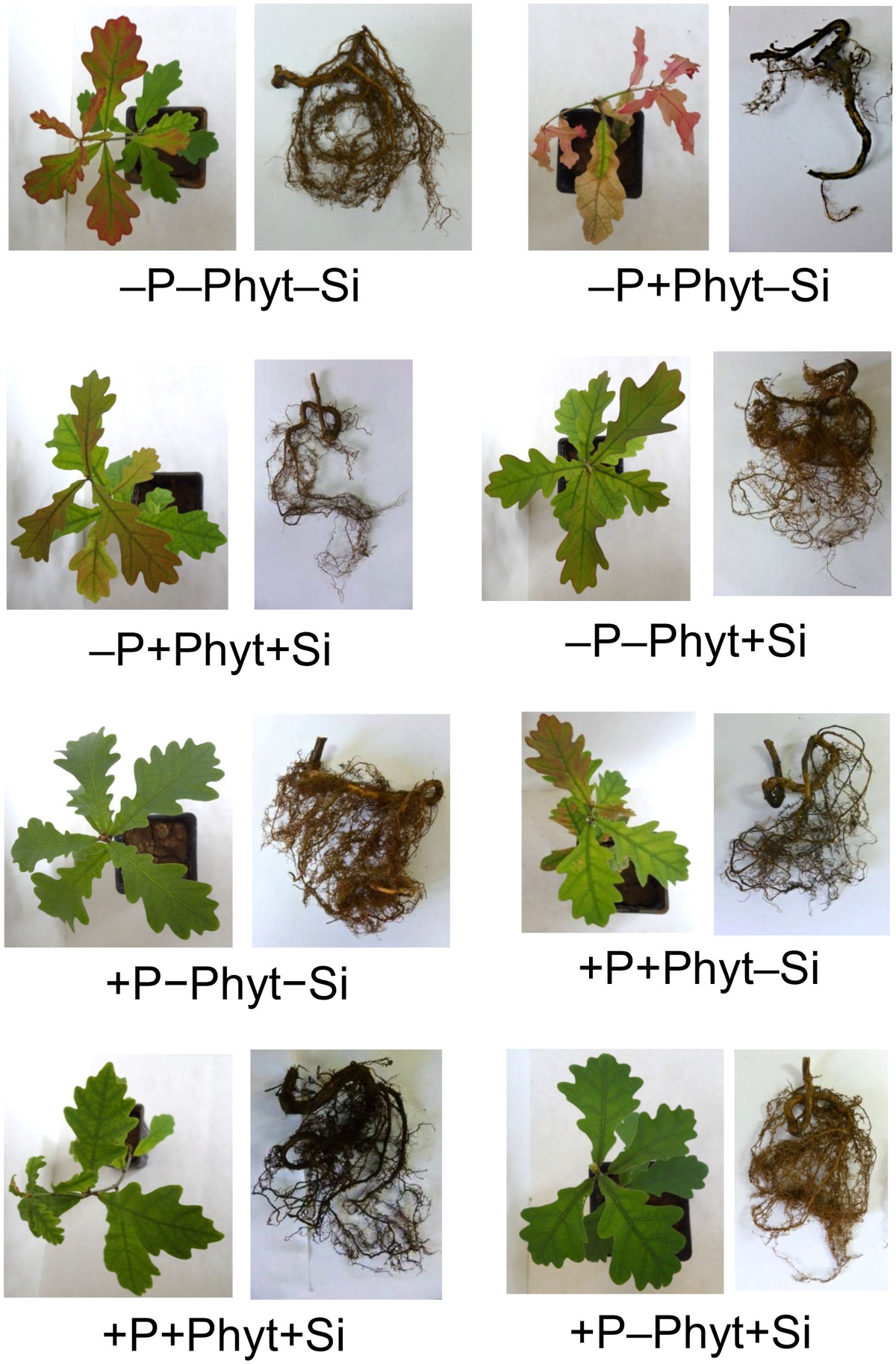 Image for New Mac App "Oak" Transforms Notch into Focus Space with Calm Music and Animated Animals