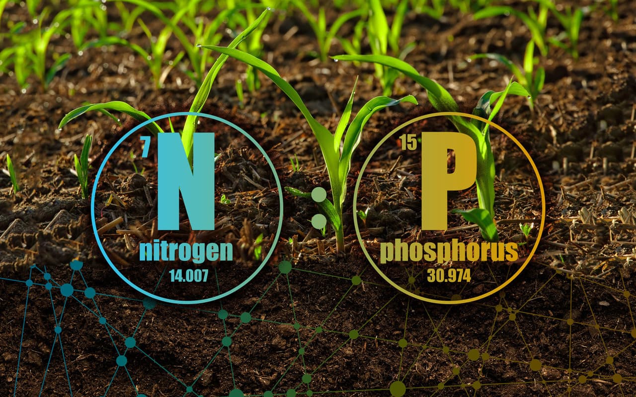 Image for Global Study: Phosphorus Limits 57% of Natural Terrestrial Soils, Co-limiting 21% in Tropics