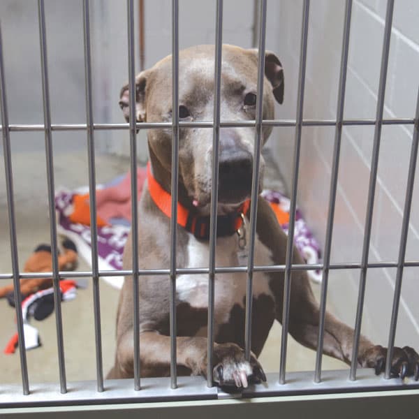 Image for Front Street Animal Shelter at 163% Capacity, Waives Dog Adoption Fees Amid Sacramento Overcrowding Crisis