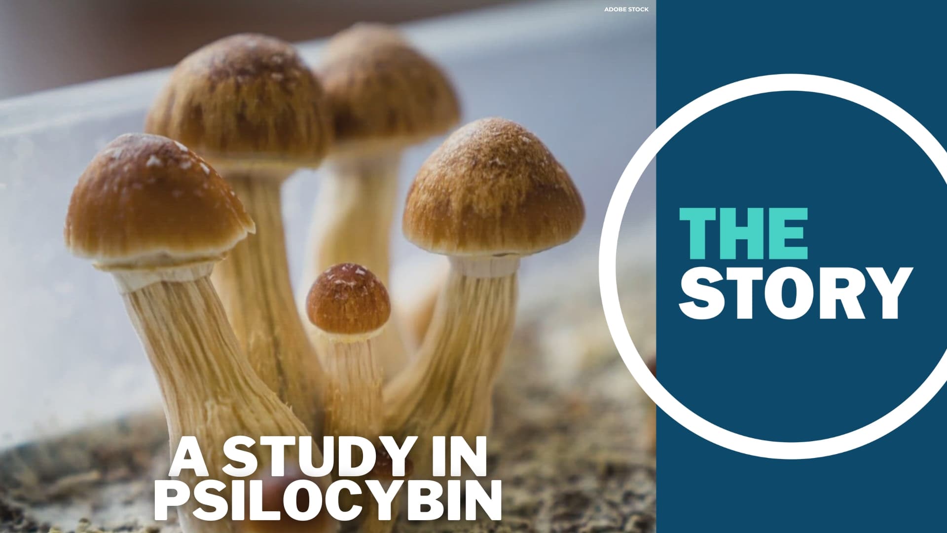 Image for Oregon Psilocybin Program Study Reports 10.7-Point Increase in Well-Being