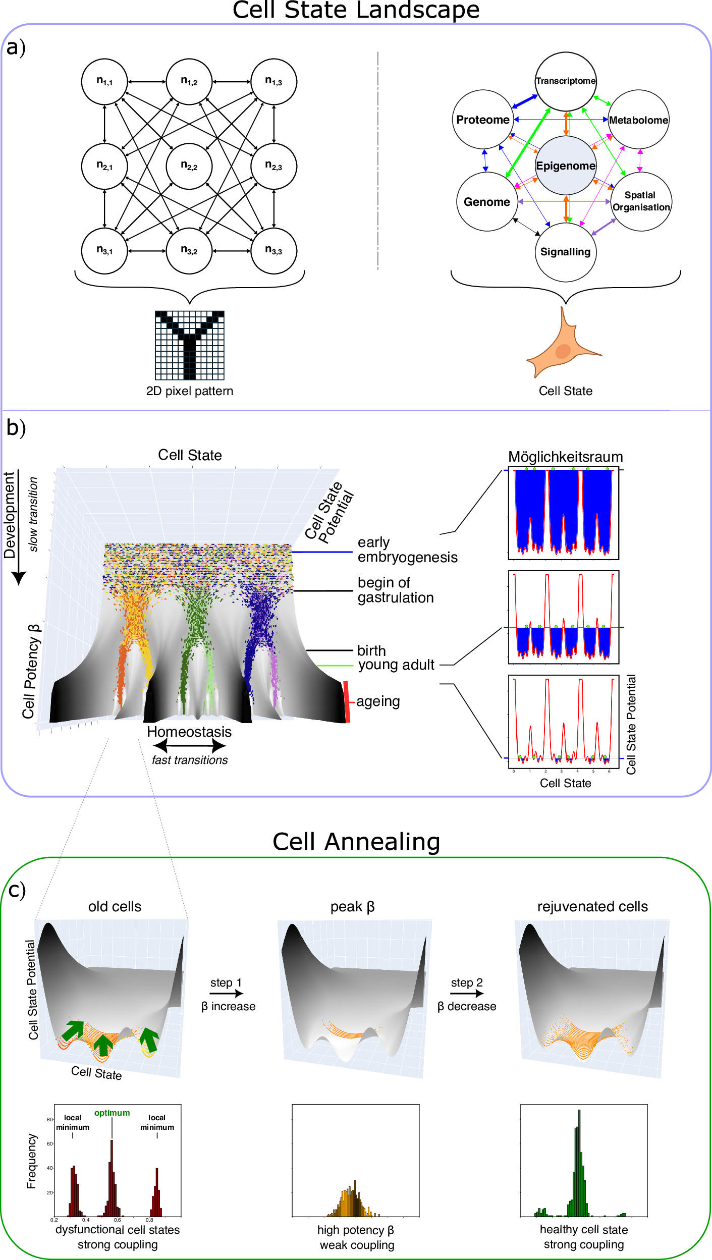 Image for Phenomenological 'Cell Annealing' Model Offers New Framework for Cellular Rejuvenation