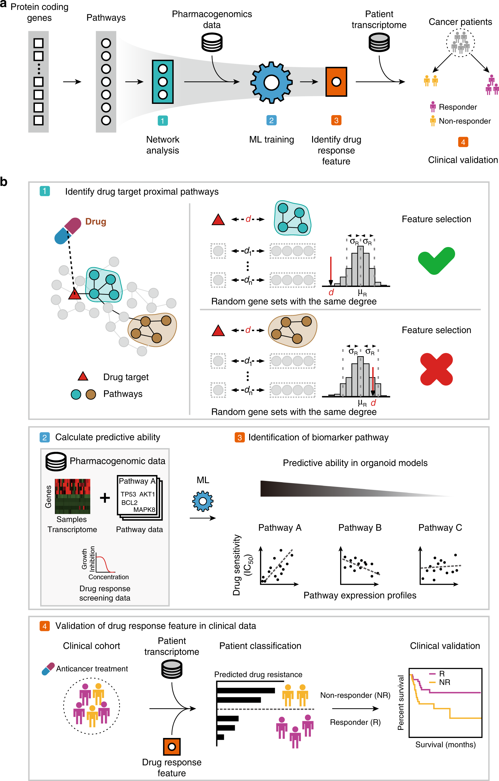 Image for Deep Learning Model Achieves Over 84% Accuracy in Predicting Tumor Drug Response