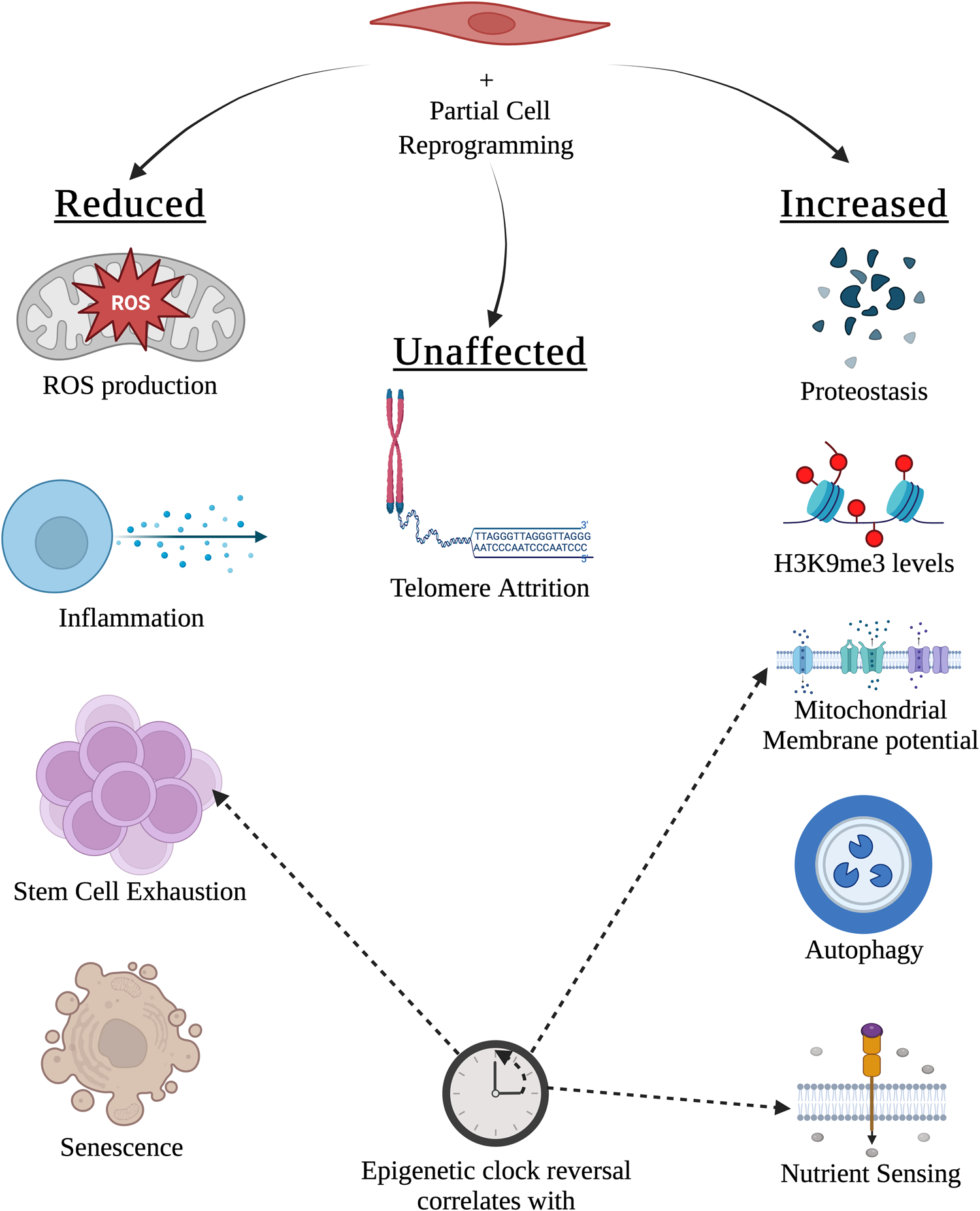 Image for Genomic Technologies Redefine Cellular Reprogramming, Paving Way for Advanced Therapies