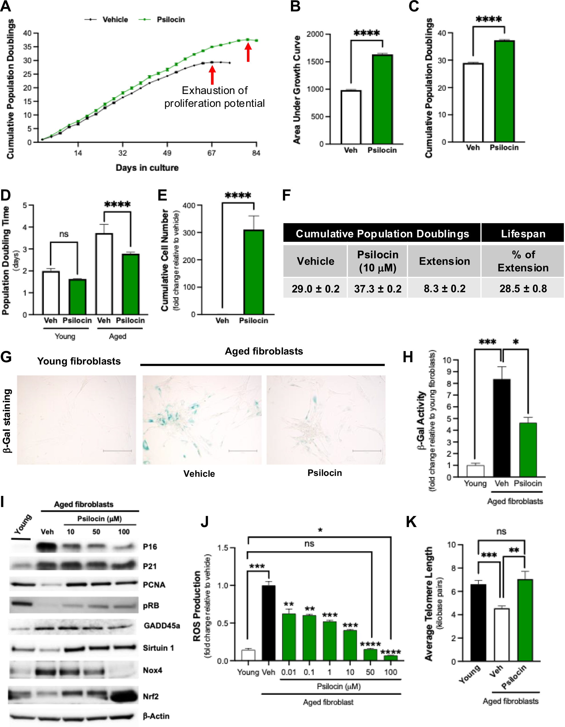 Image for Psilocybin Extends Cellular Lifespan by Up to 57% in Groundbreaking Aging Study