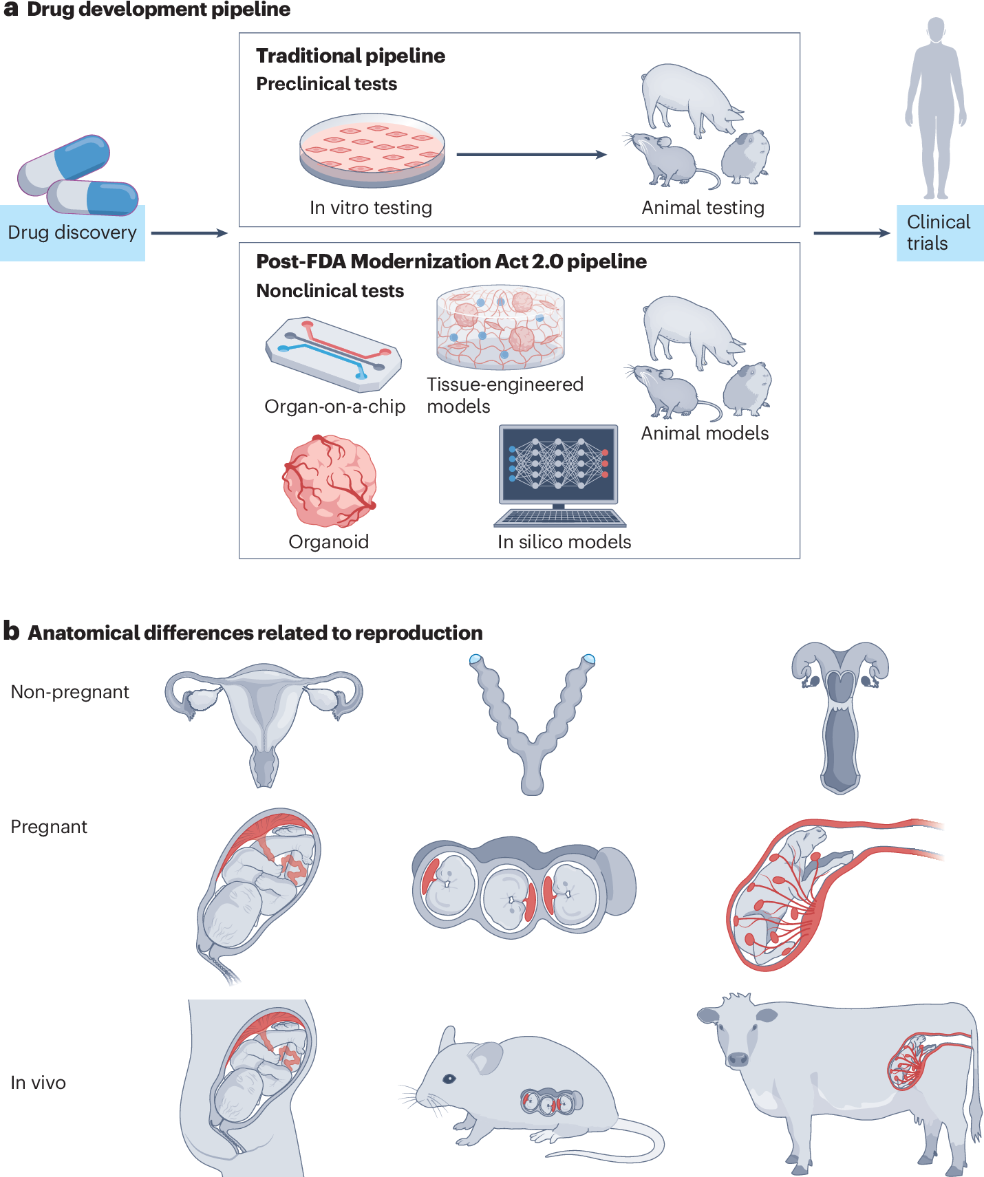 Image for FDA Modernization Act 2.0 Accelerates Shift to Non-Animal Drug Testing Methods
