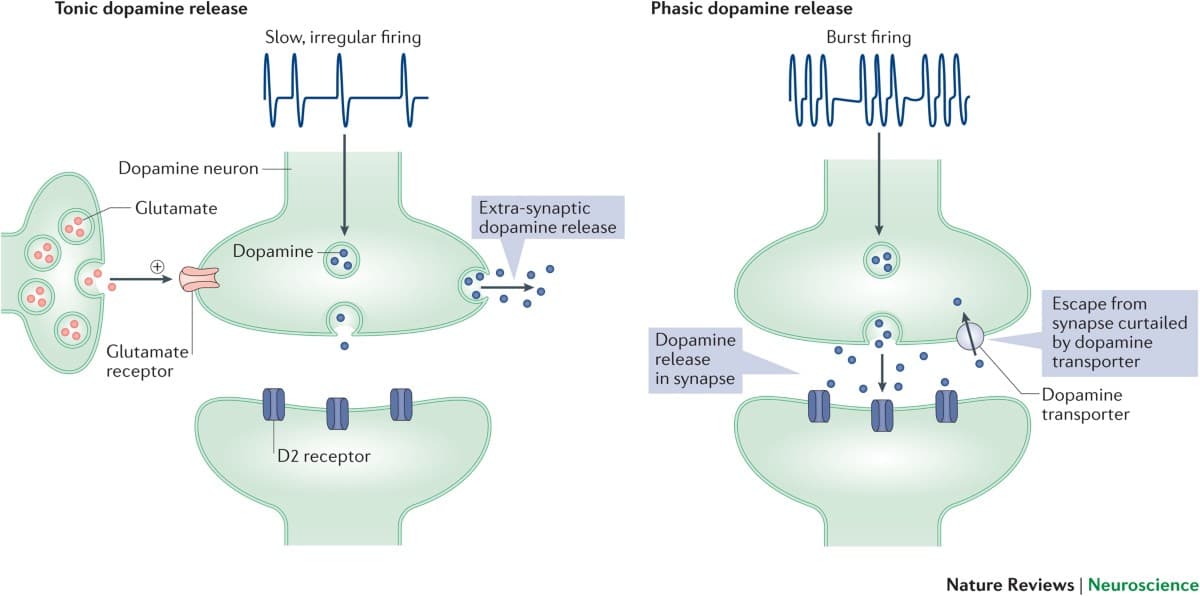Image for Beyond 90%: The Complex Role of Dopamine Regulation in Mental Health and Daily Life