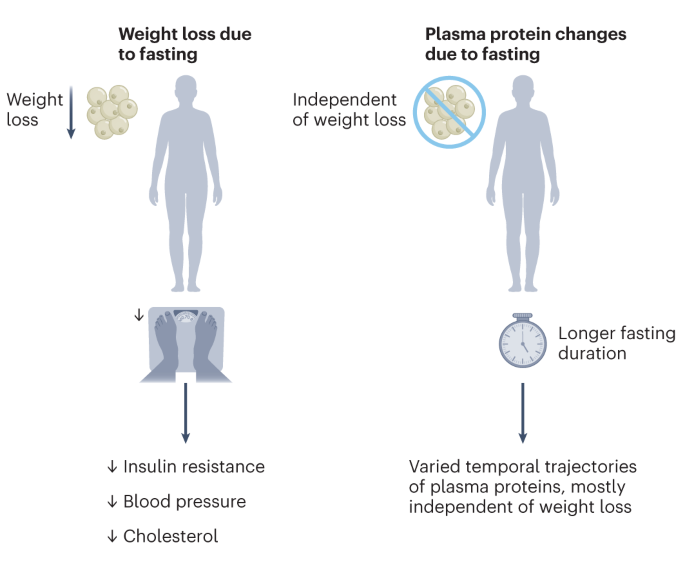 Image for 36-Hour Fasting Induces Significant Metabolic Shifts, Including Four-Fold Ketone Increase