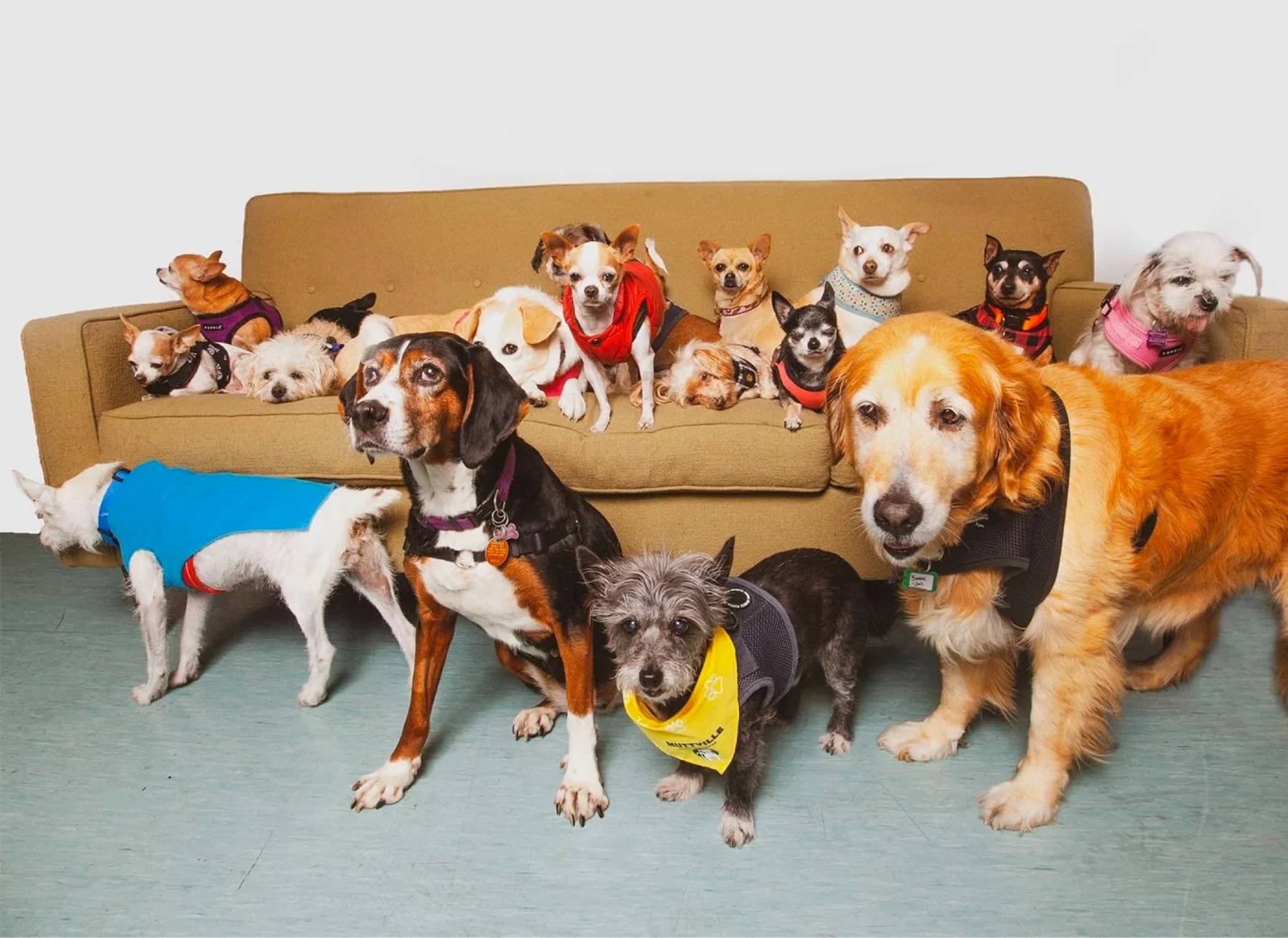 Image for Senior Dogs Face 25% Adoption Rate as One Individual's Act of Compassion Resonates