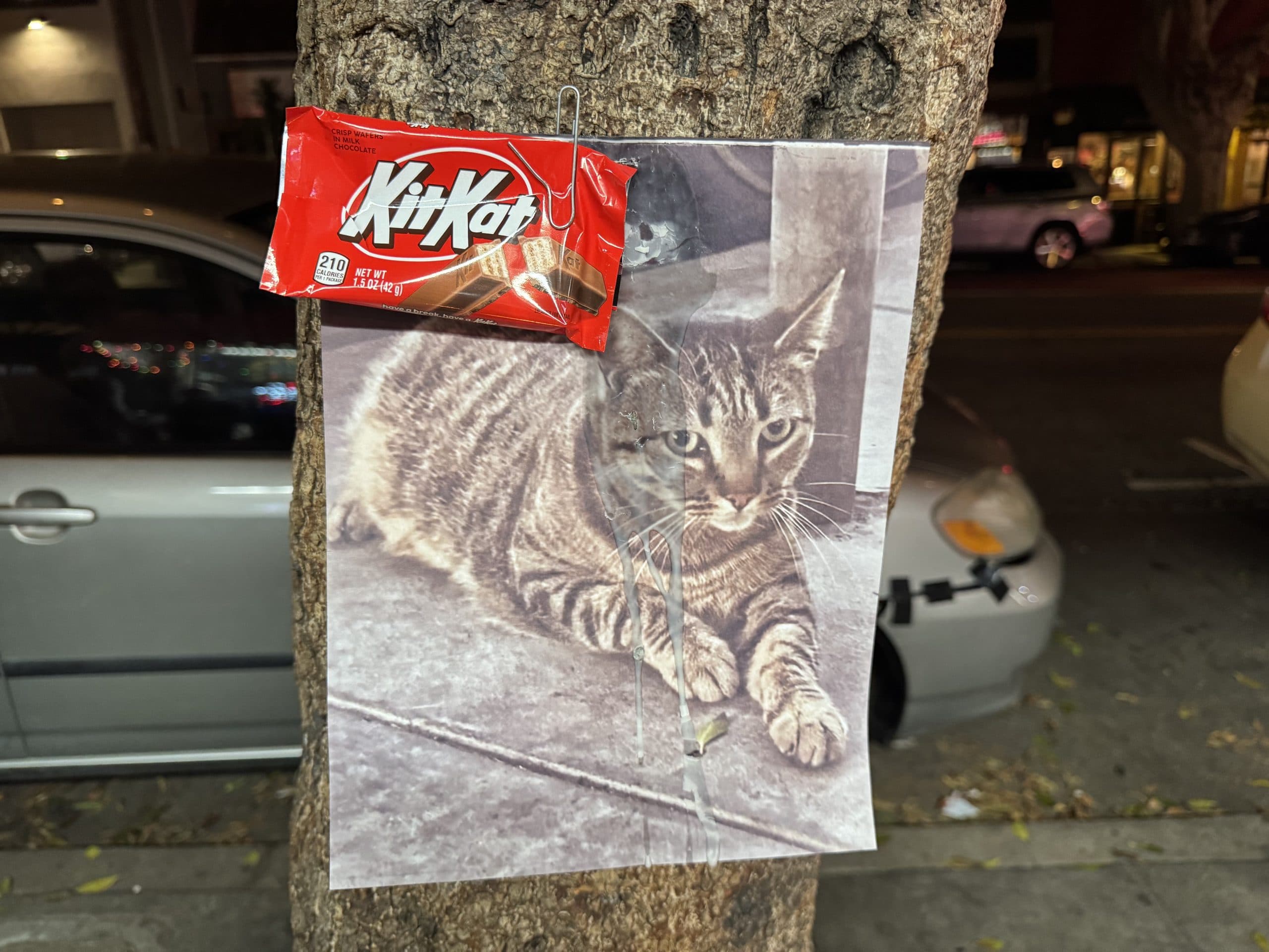 Image for Waymo-Involved Death of Beloved Mission District Cat KitKat Ignites Autonomous Vehicle Debate
