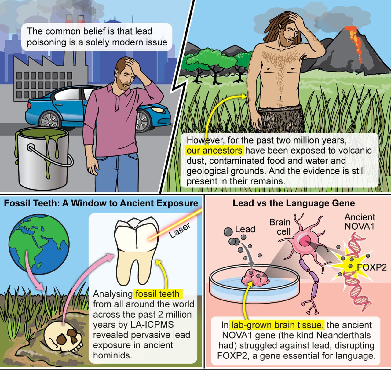 Image for 2 Million Years of Lead Exposure May Have Driven Human Evolutionary Advantage Over Neanderthals