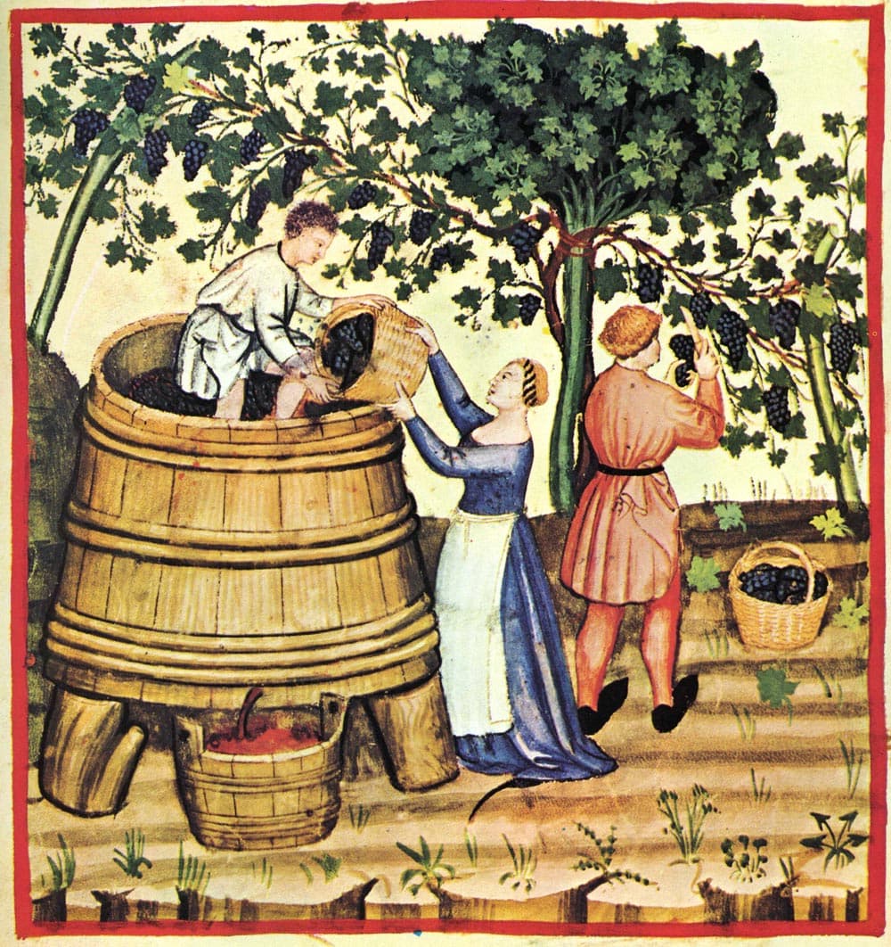 Image for Ancient Field Blends See Sales Skyrocket to 1.1 Million Bottles as European Vintners Adapt to Climate Change