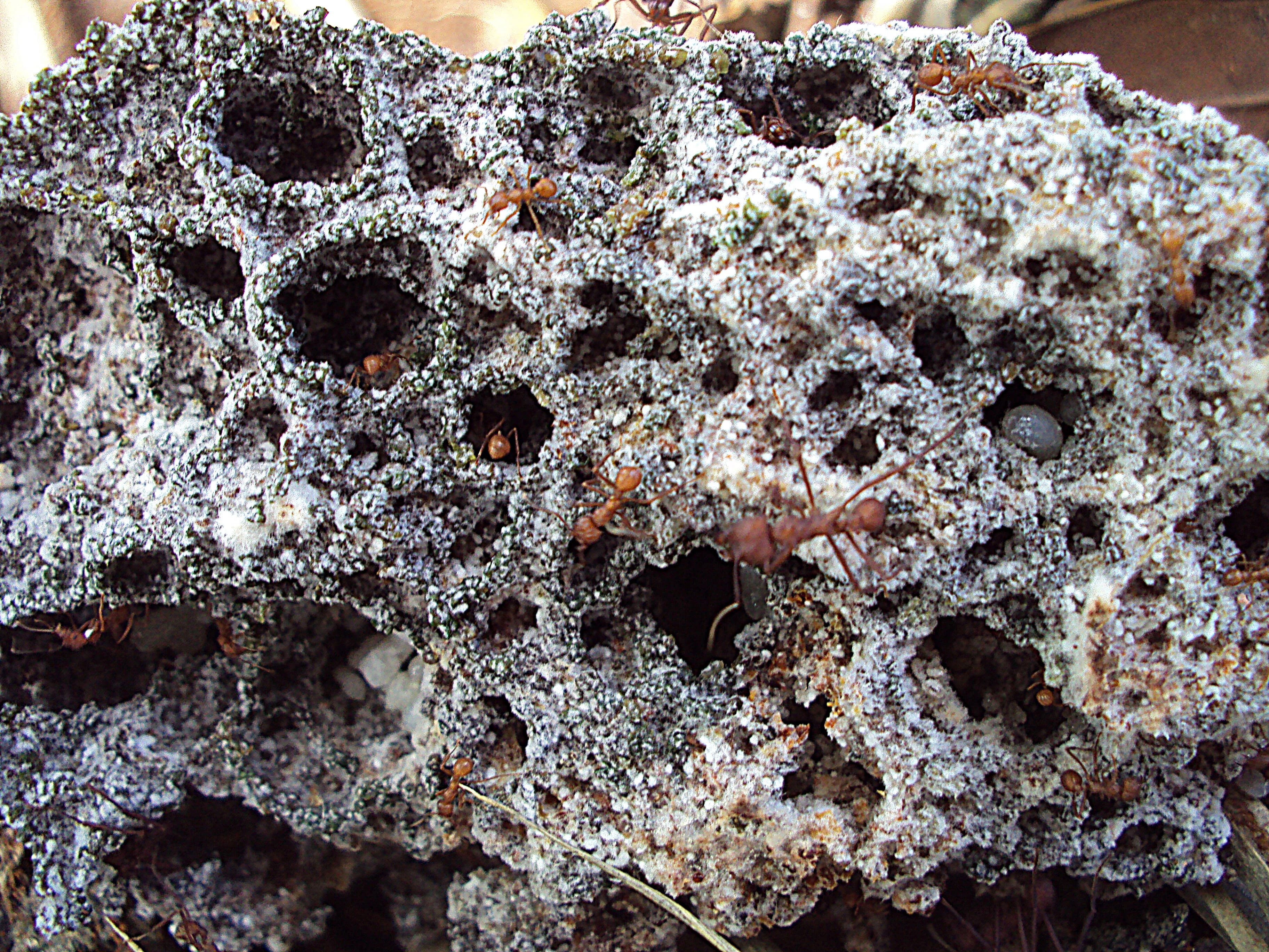 Image for Fungus's Internal Recycling Sustains Millions in Leafcutter Ant Colonies, Driving Pest Control Innovation