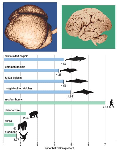 Image for Dolphins' EQ of 5 Positions Them Second to Humans in Brain-to-Body Ratio