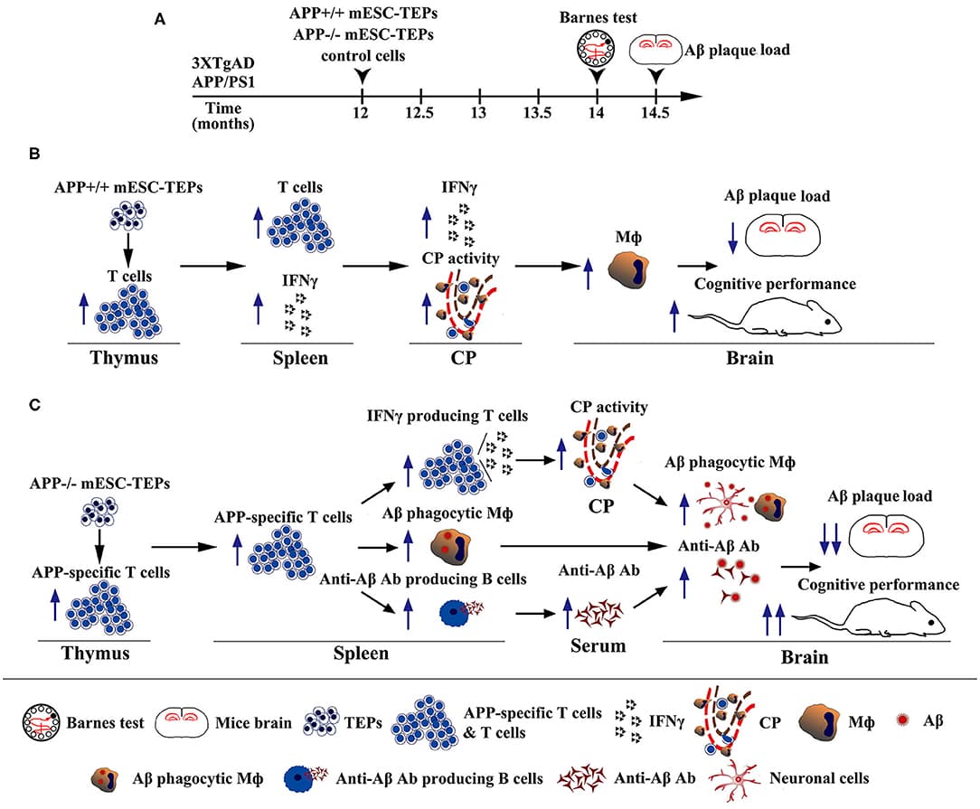Image for Scientific Community Intensifies Focus on Thymus Regeneration Amidst Promising Advances in Immune Health