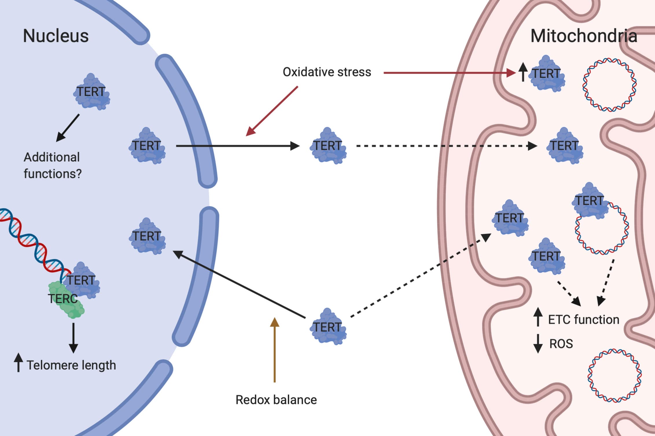 Image for Lithium's Potential as a Mitochondrial Enhancer and Neuroprotectant Explored