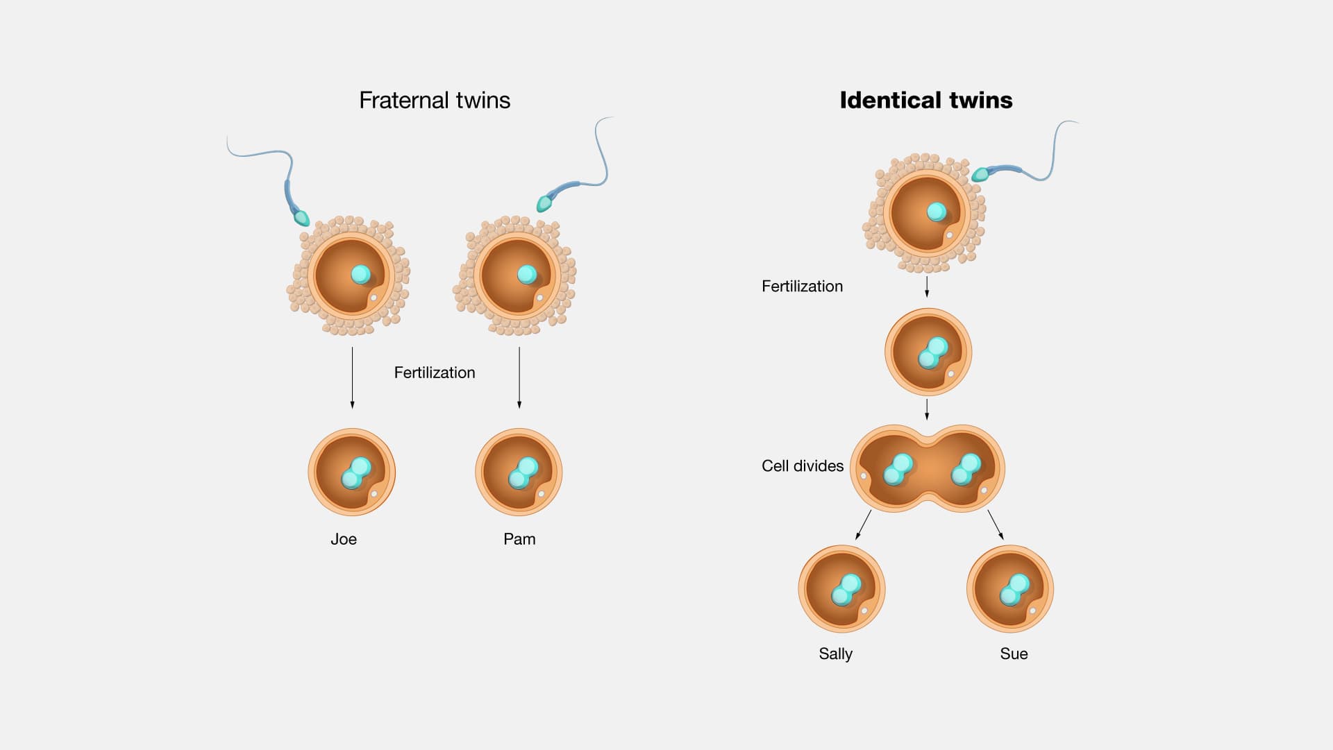 Image for 21,792 Identical Twins Study Links Specific Genes to Environmental Sensitivity in Behavioral Traits