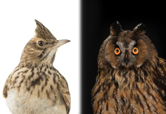 Image for Night Owls Exhibit Superior Cognitive Function in Recent Studies, Challenging Traditional Sleep Wisdom