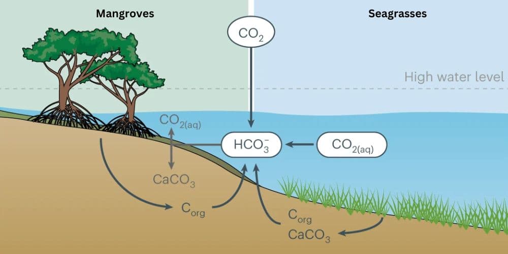 Image for Mangroves Store Up to Five Times More Carbon Than Tropical Rainforests, Essential for Climate Mitigation