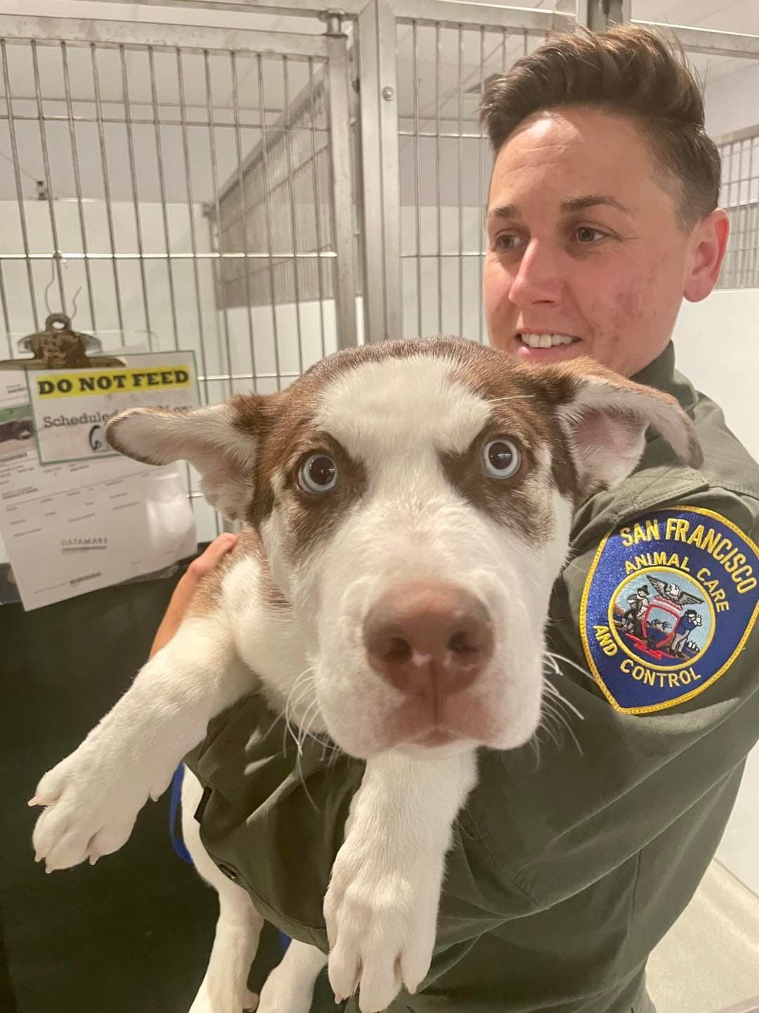 Image for San Francisco Animal Care & Control Dog Live Release Rate Projected to Drop to 86% Amid Persistent Overcrowding